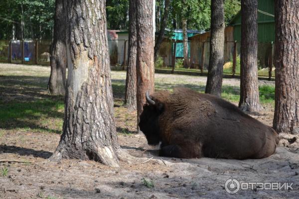 Национальный парк Орловское полесье (Россия, Орел) фото