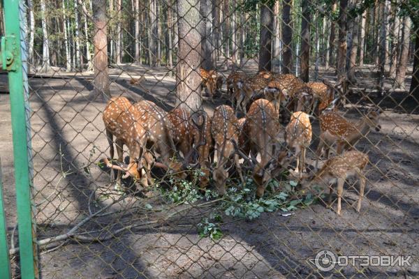 Национальный парк Орловское полесье (Россия, Орел) фото