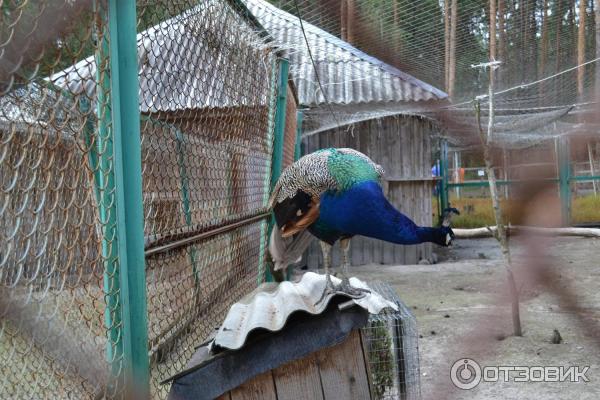 Национальный парк Орловское полесье (Россия, Орел) фото