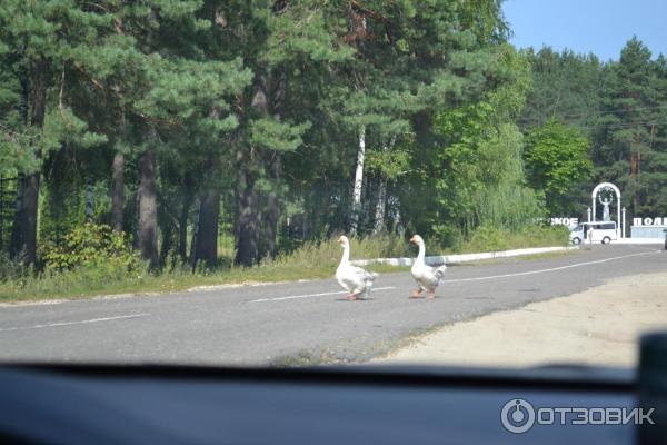 Национальный парк Орловское полесье (Россия, Орел) фото