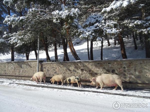 Экскурсия по г. Бакуриани (Грузия, Самцхе-Джавахетия) фото