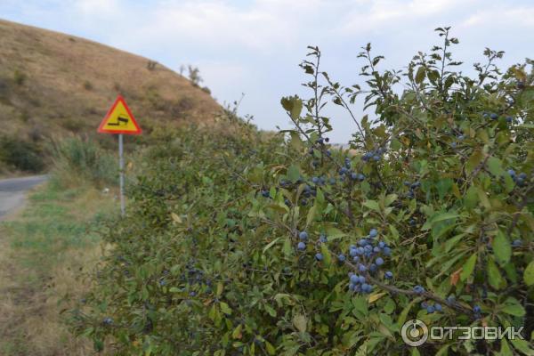 Отдых с палатками на берегу Керченского пролива (Россия, Крым) фото