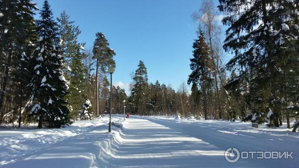 Лесные Дали Фото