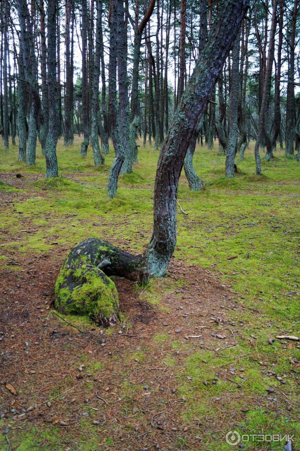 Отдых на Куршской косе (Россия, Калининградская область) фото