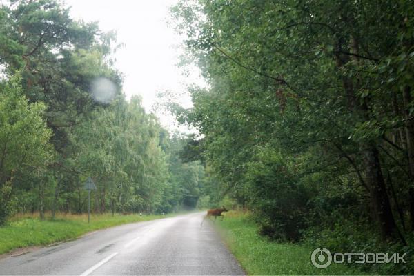 Отдых на Куршской косе (Россия, Калининградская область) фото