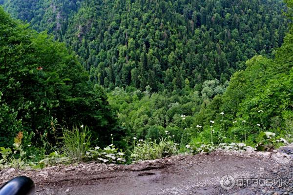 Лес в горах. Край дороги.