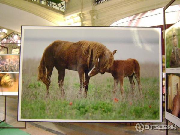 Выставка фотографий Игоря Шпиленка Сто заповедных лет (Россия, Москва)