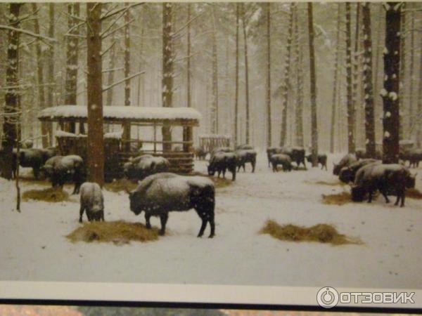 Выставка фотографий Игоря Шпиленка Сто заповедных лет (Россия, Москва)