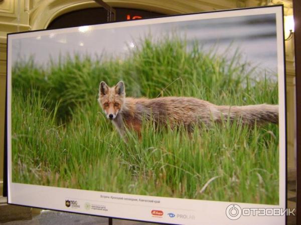 Выставка фотографий Игоря Шпиленка Сто заповедных лет (Россия, Москва)