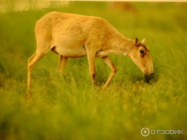 Выставка фотографий Игоря Шпиленка Сто заповедных лет (Россия, Москва)