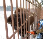 Парк семейного отдыха и экотуризма Зубровник (Россия, Токсово) фото