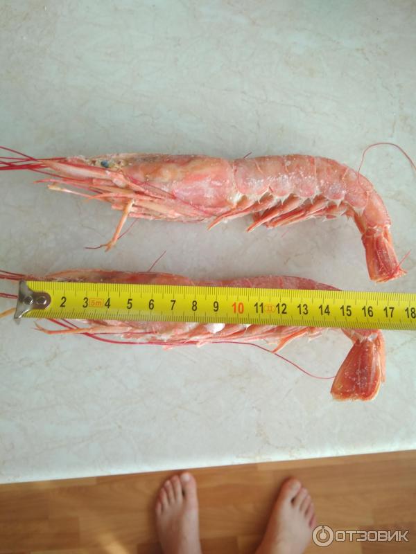 Креветки TRADARSA Langostino Austral фото