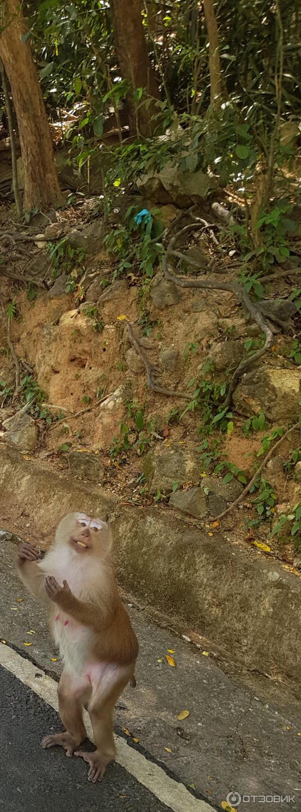 Отзыв о Гора обезьян Monkey Hill (Таиланд, Пхукет) | Обязательно к  посещению, если не ради обезъян, то ради смотровой площадки