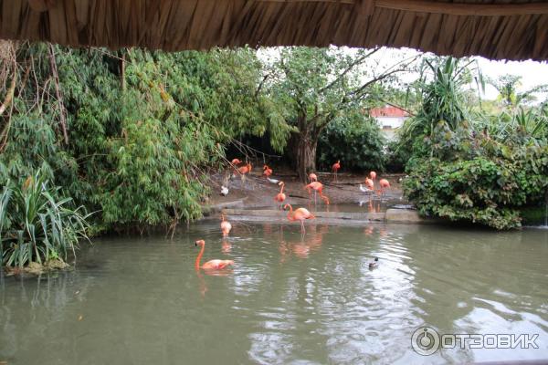 Розовые фламинго в парке