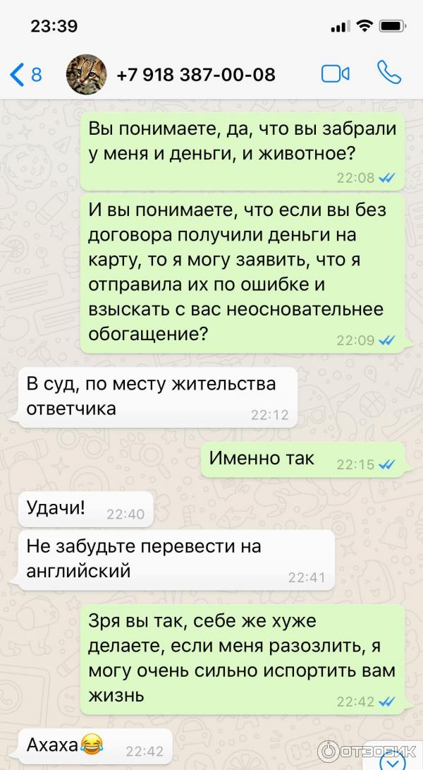 Питомник бенгальских кошек Clan Carleone фото