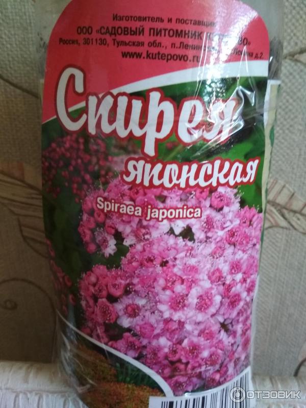 Кутепово садовый питомник интернет. Питомник Кутепово Тульская. Кутепово садовый питомник интернет магазин. Питомник роз Кутепово. Кутепово садовый питомник Тульская обл Ленинский