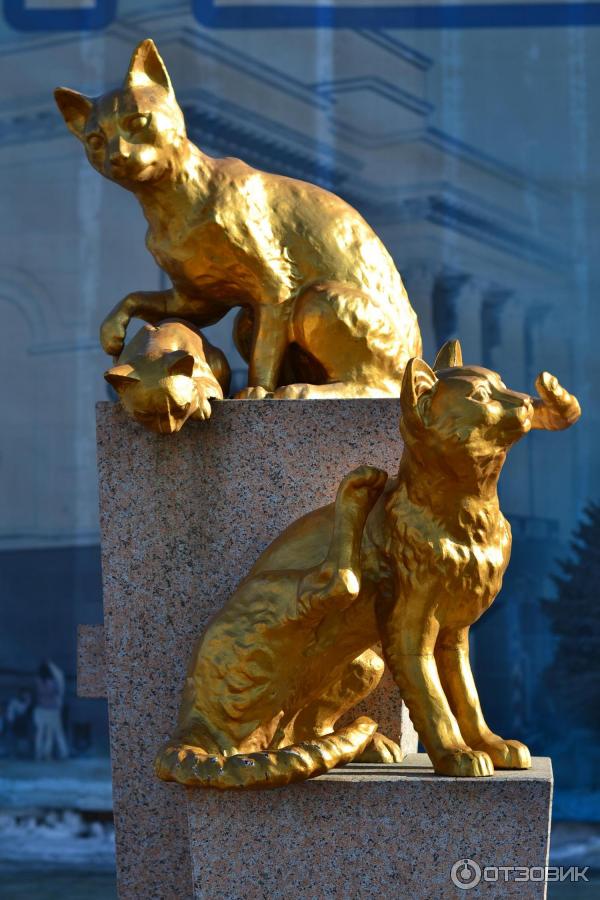 Сквер сибирских кошек тюмень