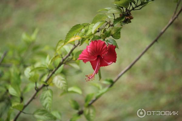 Отель Hibiscus Beach 3 Шри-Ланка, Калутара