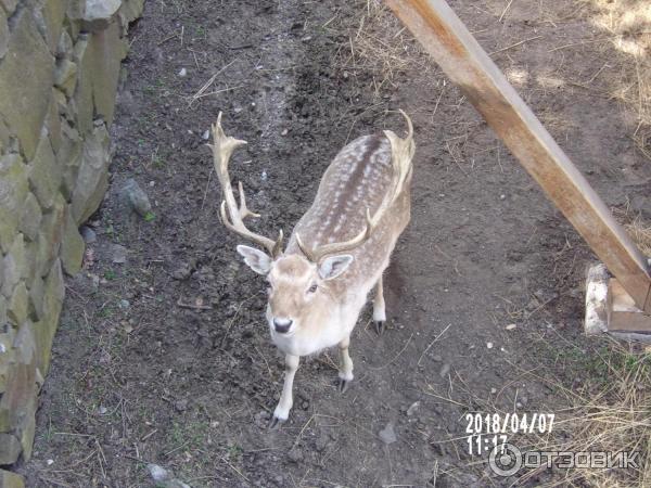 Алуштинский музей природы и дендрозоопарк (Крым, Алушта) фото