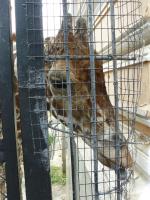 Московский Зоопарк (Россия, Москва) фото