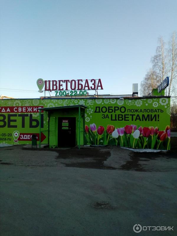 Цветобаза адреса. Оптовые базы в Ижевске. Цветобаза Ижевск. Базы на Маяковского Ижевск. Цветочная база Ижевск.