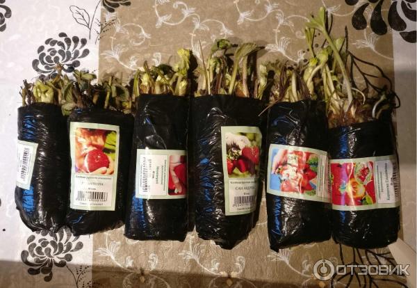 Купить Семена И Саженцы