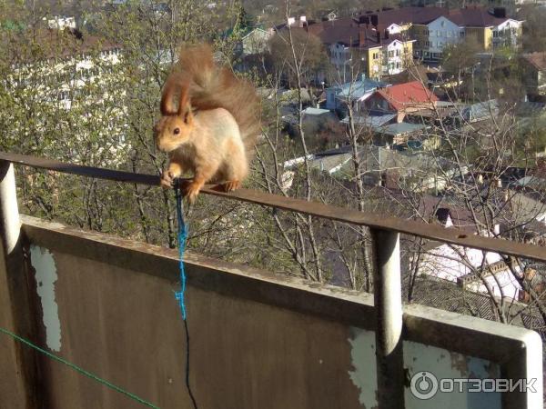 Санаторий Москва (Россия, Кисловодск) фото