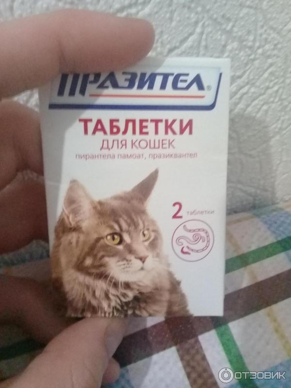 Таблетки коту от глистов