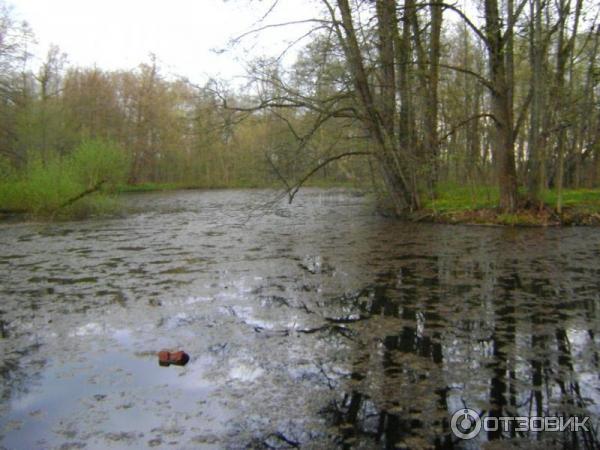 Усадьба Быково (Россия, Московская область) фото