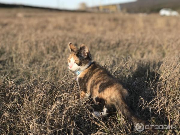 Немного вам моей котейки :3