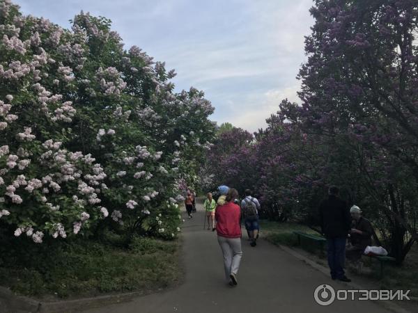 Выставка Цветение сирени в Ботаническом саду им. М. М. Гришко (Украина, Киев) фото