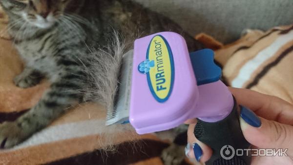 Экспресс линька для кошек