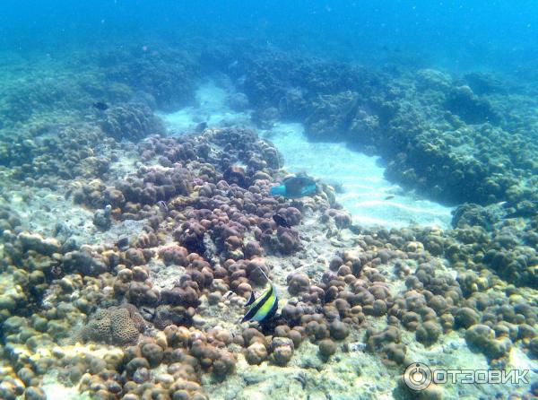 Снорк у острова Крадан (Koh Kradan), Таиланд.