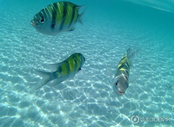 Снорк у острова Крадан (Koh Kradan), Таиланд.