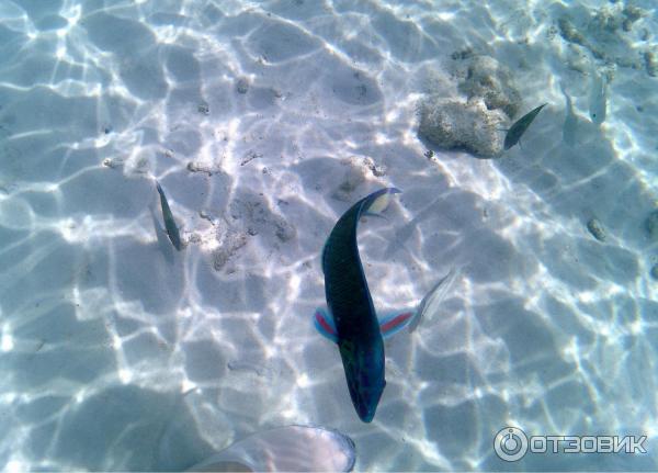 Остров Крадан (Koh Kradan), Таиланд. Подводный мир.