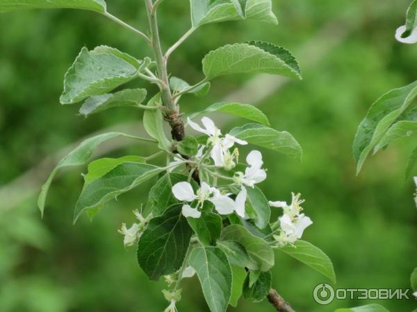 Цифровой фотоаппарат Canon PowerShot SX540 HS
