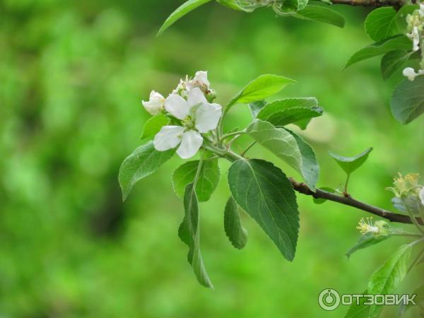 Цифровой фотоаппарат Canon PowerShot SX540 HS