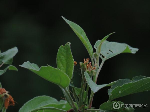 Цифровой фотоаппарат Canon PowerShot SX540 HS