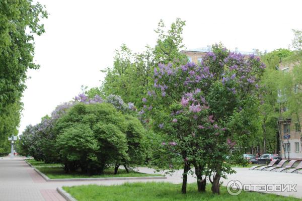 Работа сиреневый бульвар москва. Сиреневый бульвар сирень. Сиреневый бульвар Измайлово. Сиреневый бульвар Троицк. Спутник на сиреневом бульваре.