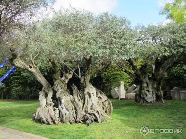 Экскурсия на винодельню Quinta da Bacalhoa (Португалия, Сетубал) фото