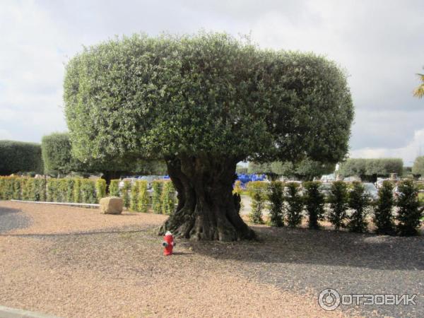 Экскурсия на винодельню Quinta da Bacalhoa (Португалия, Сетубал) фото