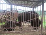 Парк семейного отдыха и экотуризма Зубровник (Россия, Токсово) фото