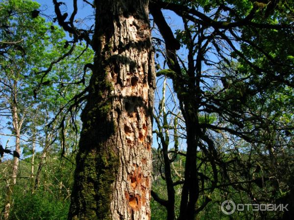 Тисо-самшитовая роща (Россия, Сочи) фото