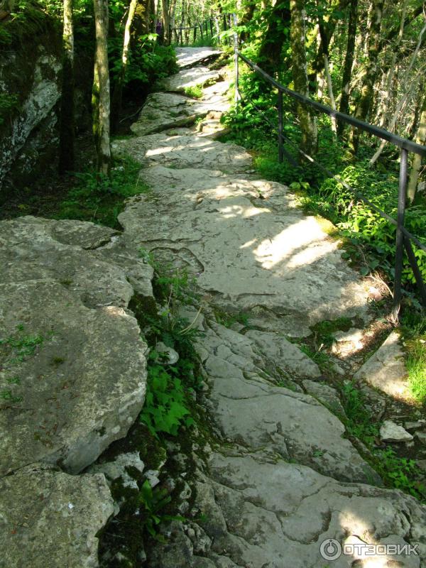 Тисо-самшитовая роща (Россия, Сочи) фото