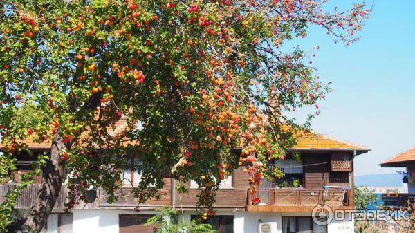 Экскурсия Старый Несебр (Болгария, Бургасская область) фото