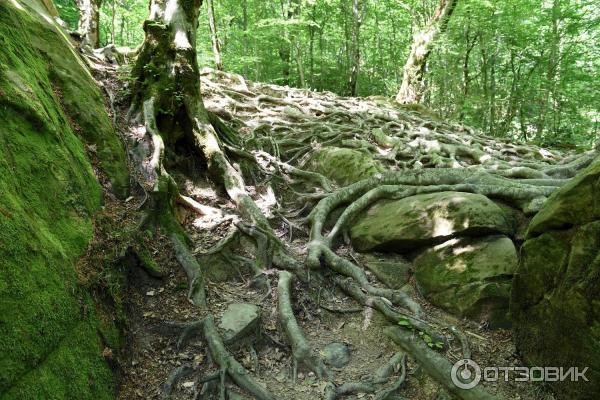 Волконский дольмен (Россия, Краснодарский край) фото