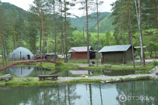 Форелевая ферма горный алтай. Форелевое озеро горный Алтай. Форелевое озеро Чемал. Форелевое озеро Алтай Чемал.