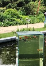 Ботанический сад МГУ (Аптекарский огород) (Россия, Москва) фото
