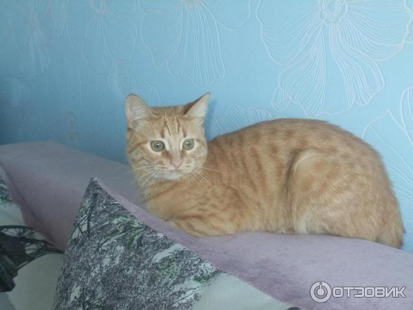 Корм для кошек Cat Chow фото