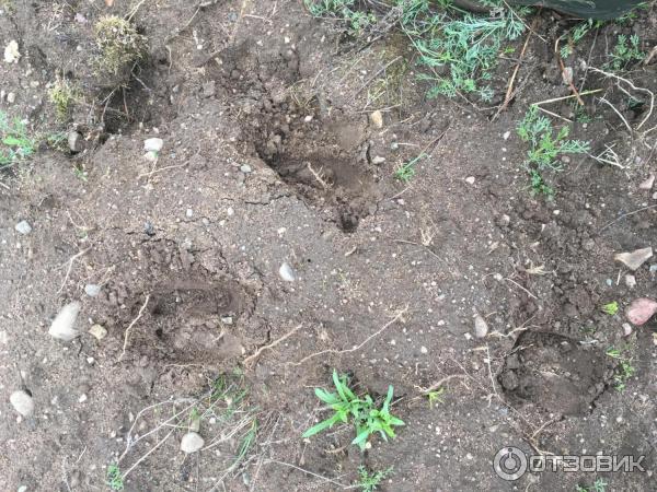 следы лося по дороге в лес